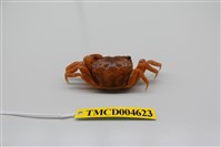 藏品(臺灣厚蟹)的圖片